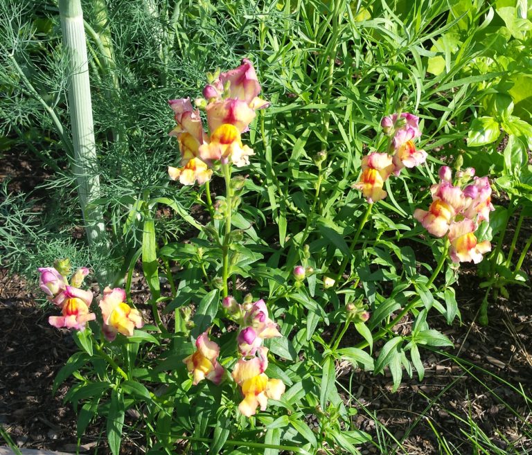 Sassy little Snapdragons. These are some really fun flowers.