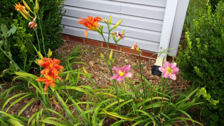 We inherited a lilly garden with our new house. The different types and colors of lillies are beautiful in the summer.