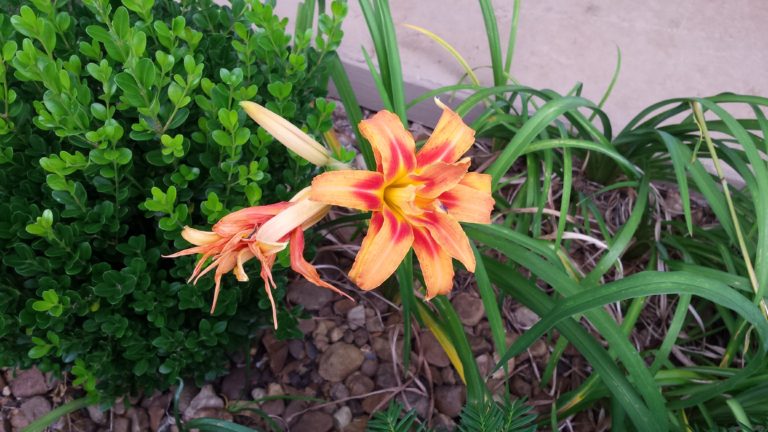 We inherited a lilly garden with our new house. The different types and colors of lillies are beautiful in the summer.